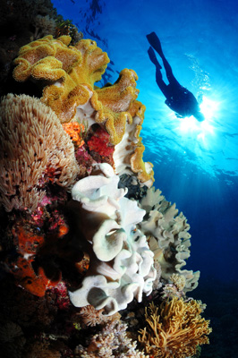Indonesia Diver and Reef